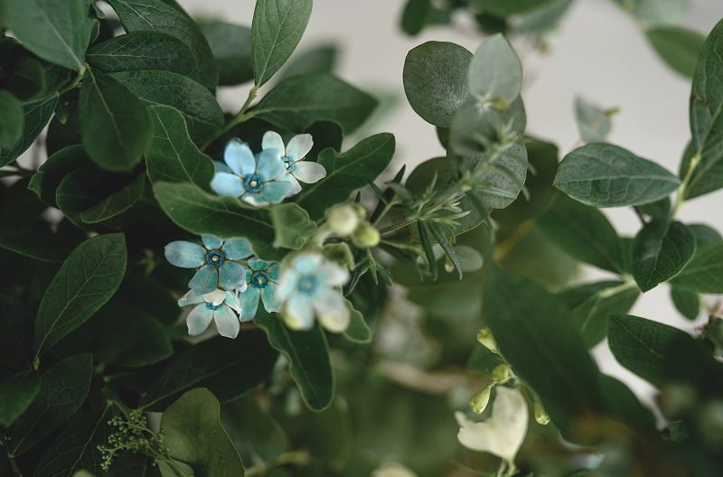 たくさんのグリーンの植物の中にブルースター